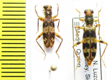 Cleridae sp.  Philippines - INSECTS-STORE.RU