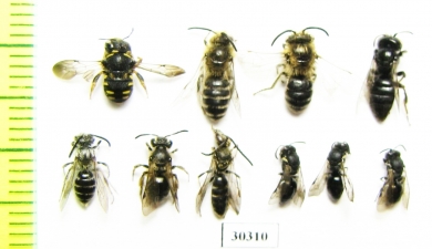 Hymenoptera sp.  Russia, Tver reg. - INSECTS-STORE.RU