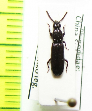 Rhysodidae, Yamatosa ? sinensis  China, Sichuan prov. - INSECTS-STORE.RU