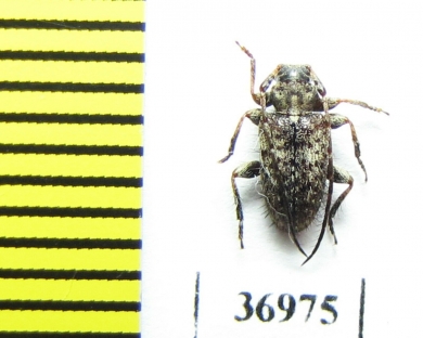 Cerambycidae sp.  South Africa Rep. - INSECTS-STORE.RU