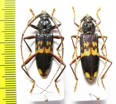 Cerambycidae sp., pair  Malawi - INSECTS-STORE.RU