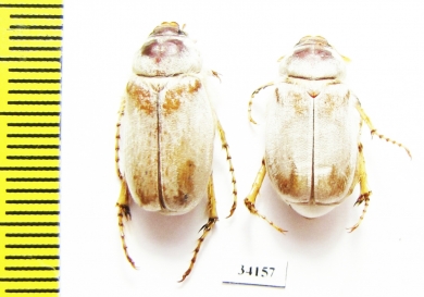 Chioneosoma subporosum, pair  Uzbekistan - INSECTS-STORE.RU