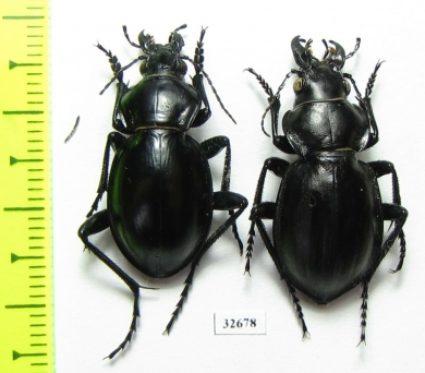 Callisthenes usgentensis, pair  Kirgizstan - INSECTS-STORE.RU