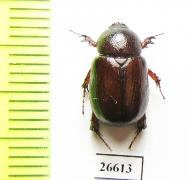 Podalgus sp.  Sudan - INSECTS-STORE.RU