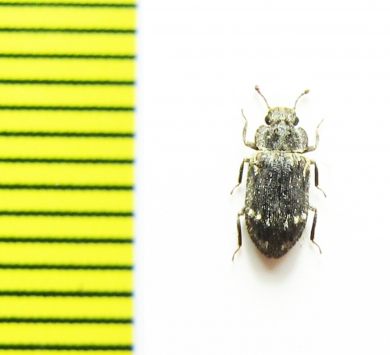 Trachypholis variegatus  Russia, Far East - INSECTS-STORE.RU