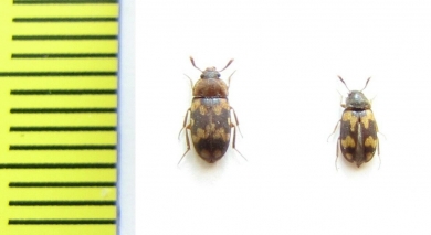 Mycetophagidae, Mycetophagus piceus  Russia, Tver reg. - INSECTS-STORE.RU