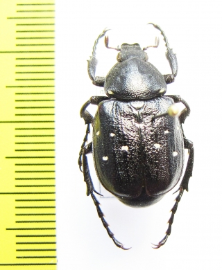 Gnorimus variabilis, male  Moldova - INSECTS-STORE.RU