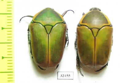 Dischista cincta  South Africa Rep. - INSECTS-STORE.RU