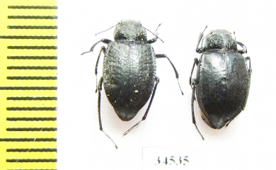 Earophanta pubescens  Kazakhstan - INSECTS-STORE.RU