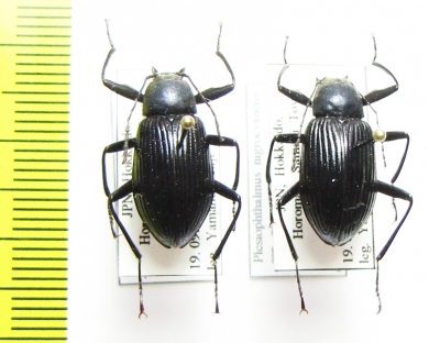 Plesiophthalmus nigrocyaneus nigrocyaneus  Japan - INSECTS-STORE.RU