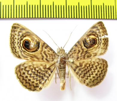 Calliodes pretiosissima  Zambia - INSECTS-STORE.RU