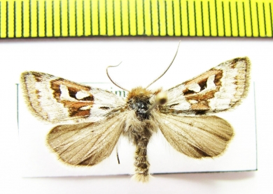 Estimata alexis  Russia, Altai reg. - INSECTS-STORE.RU