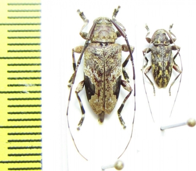 Cerambycidae sp.  Peru - INSECTS-STORE.RU