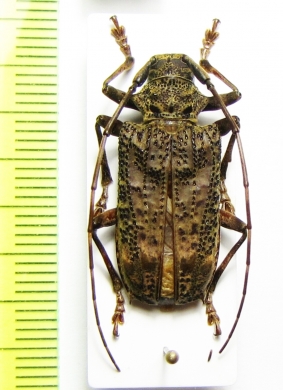 Polyrhaphis sp.  Peru - INSECTS-STORE.RU