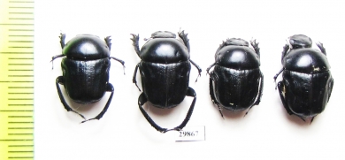 Gymnopleurus aciculatus  Uzbekistan - INSECTS-STORE.RU