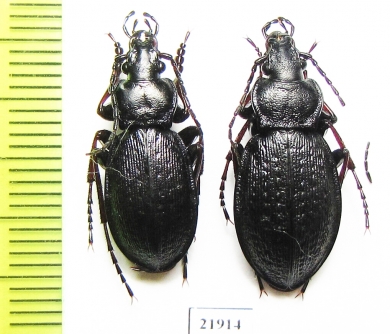 Carabus (Morphocarabus) odoratus putoranicus?, pair  N.Russia, Taimyr - INSECTS-STORE.RU