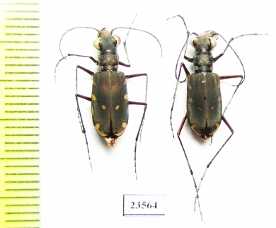 Calomera ? durvillei, pair  Indonesia, Papua - INSECTS-STORE.RU