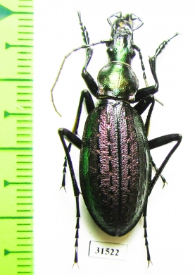 Carabus (Acoptolabrus) gehinii  Japan - INSECTS-STORE.RU