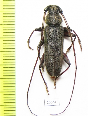 Cerambycidae sp.  China, Yunnan prov. - INSECTS-STORE.RU