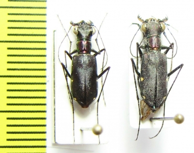 Odontocheila chrysis, pair  Peru - INSECTS-STORE.RU