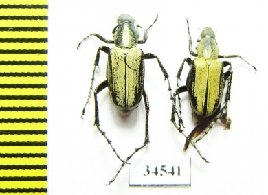 Macrodactylini sp.  Ecuador - INSECTS-STORE.RU