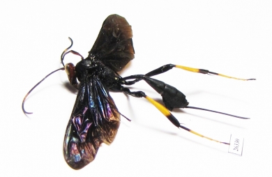 Ichneumonoidea sp.  South Africa Rep. - INSECTS-STORE.RU