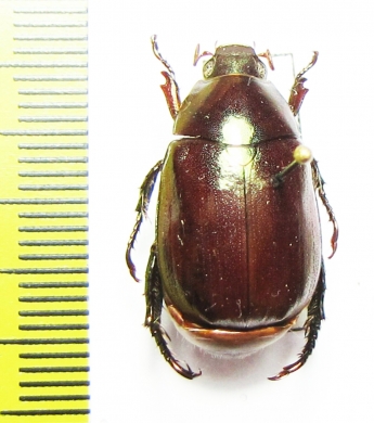 Rutelinae sp.  Malaysia, Borneo - INSECTS-STORE.RU