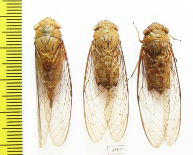 Homoptera sp.  Malaysia, Borneo - INSECTS-STORE.RU