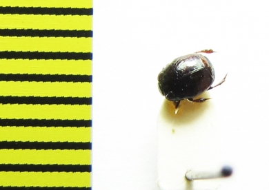 Hypocaccus rugifrons subtilis  Russia, Crimea - INSECTS-STORE.RU