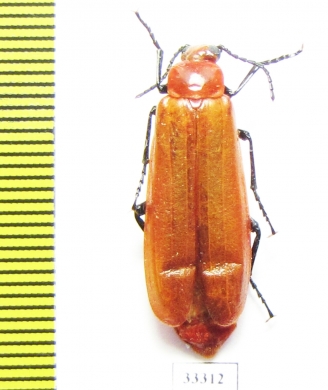 Horia sp.  Malaysia - INSECTS-STORE.RU