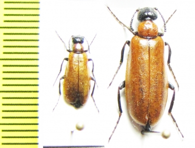 Alosimus decolor  Turkey, Mush prov. - INSECTS-STORE.RU