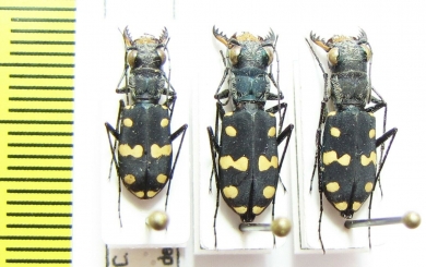 Cephalota maura  Morocco - INSECTS-STORE.RU