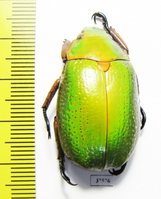 Chrysina spectabilis  Honduras - INSECTS-STORE.RU