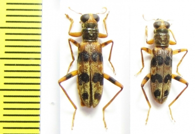 Cleridae sp.  Philippines - INSECTS-STORE.RU