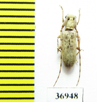 Cerambycidae sp.  South Africa Rep. - INSECTS-STORE.RU