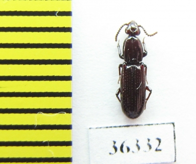 Rhysodidae sp.  China, Yunnan prov. - INSECTS-STORE.RU