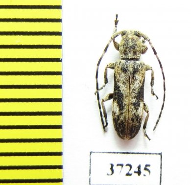 Cerambycidae sp.  South Africa Rep. - INSECTS-STORE.RU