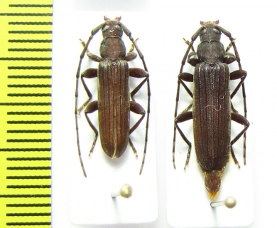 Cerambycidae sp., pair  Malawi - INSECTS-STORE.RU