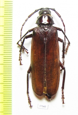 Prioninae sp.  South Africa Rep. - INSECTS-STORE.RU