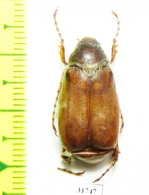 Chioneosoma turcomanum  Uzbekistan - INSECTS-STORE.RU