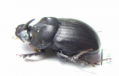 Copris sp.  South Africa Rep. - INSECTS-STORE.RU