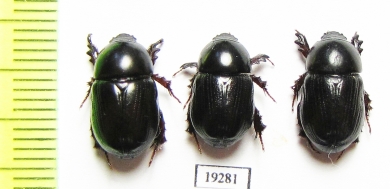 Dynastinae sp., pair  Senegal - INSECTS-STORE.RU