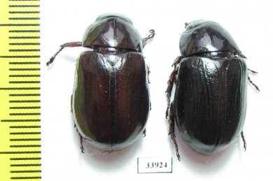 Dynastinae sp., pair  Panama - INSECTS-STORE.RU