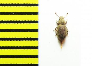 Diodesma besucheti  Morocco - INSECTS-STORE.RU