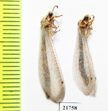 Myrmeleontidae sp.  Tajikistan - INSECTS-STORE.RU