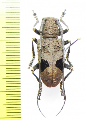 Cerambycidae sp.  Vietnam - INSECTS-STORE.RU