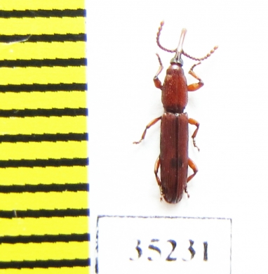 Brentidae sp.  Zambia - INSECTS-STORE.RU