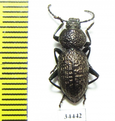 Tenebrionidae sp.  Australia - INSECTS-STORE.RU