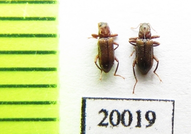 Elmidae sp.  Iran, Lorestan prov. - INSECTS-STORE.RU