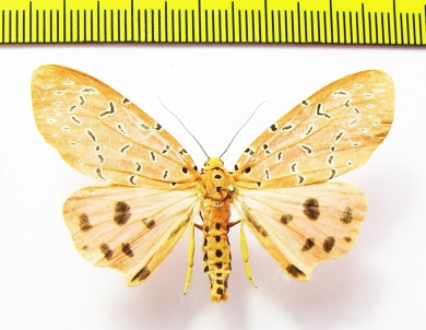 Erebidae sp.  Laos - INSECTS-STORE.RU